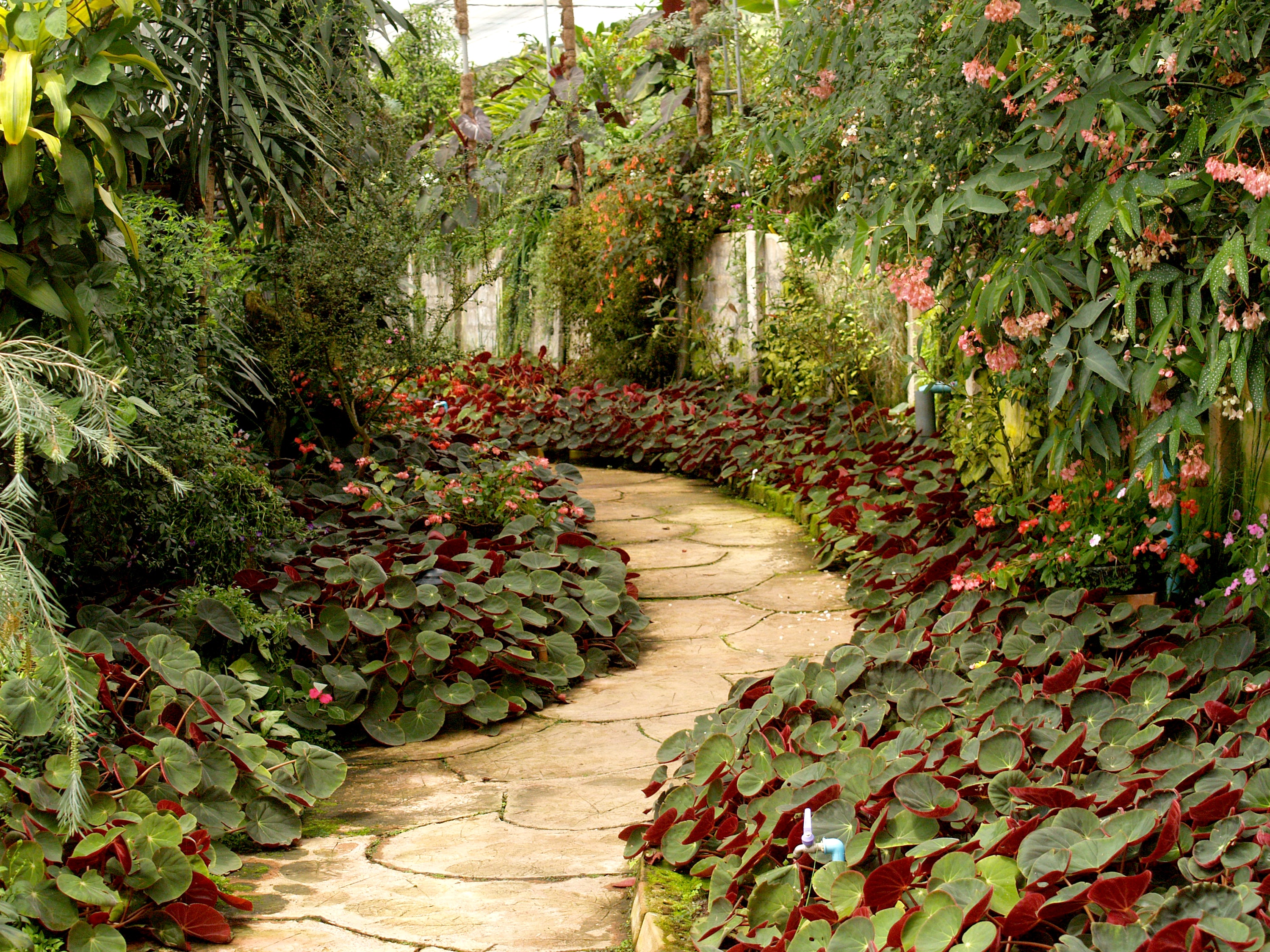 The original garden image supplied for the Glory of the Garden challenge